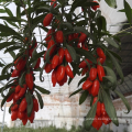 Té natural de la baya de Goji del surtidor de China